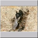 Oxybelus bipunctatus - Fliegenspiesswespe w22a 6mm - Sandgrube Niedringhaussee.jpg